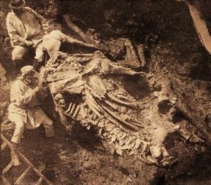 Decouverte du mammouth