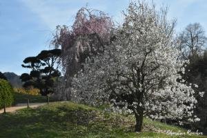 Floraison printanière camélias
